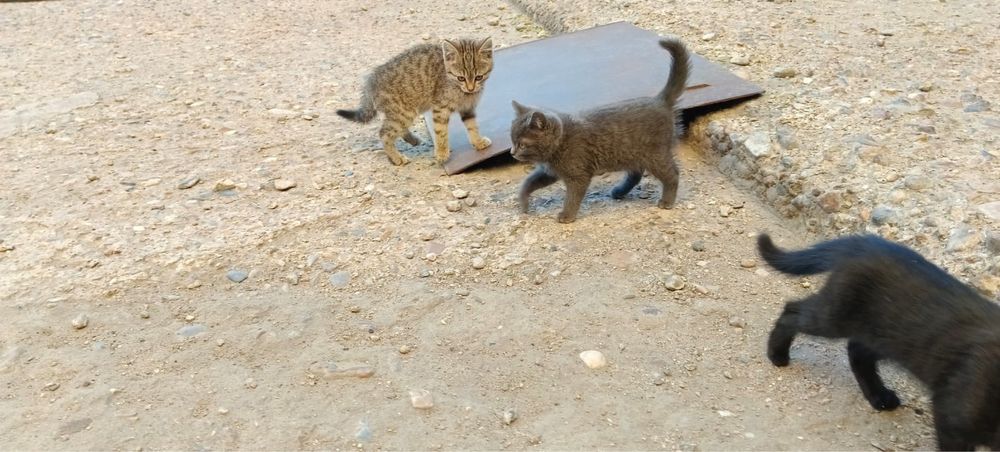 Отдам в хорошие руки
