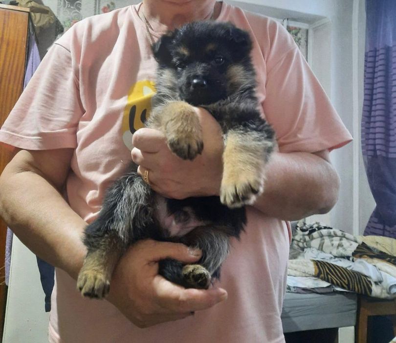 Щенки немецкой овчарки