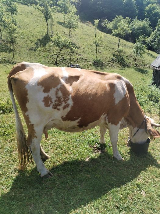 Vaca de vânzare de lapte are 9 ani