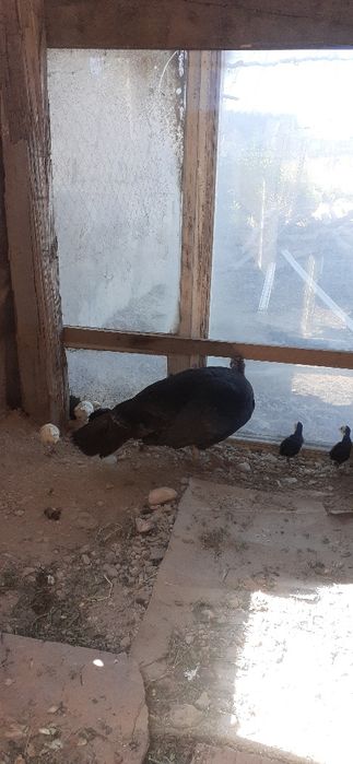 Индюк  8- балапанымен