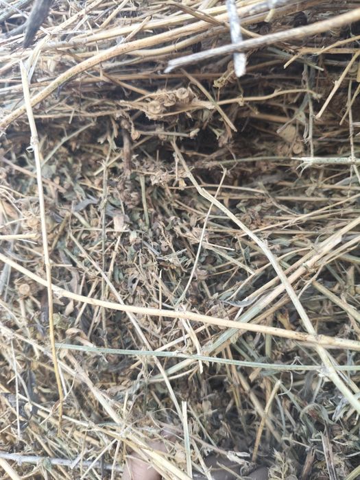 Baloti de lucernă cu iarba