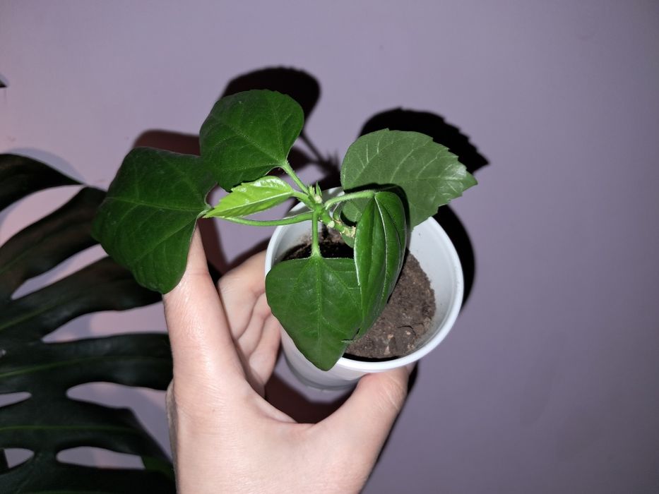 Гибискус махровый красный