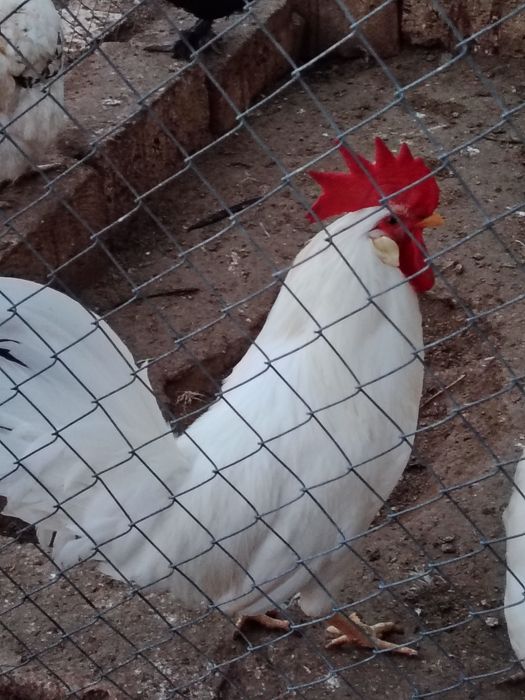 Продаются петушки Легорн.