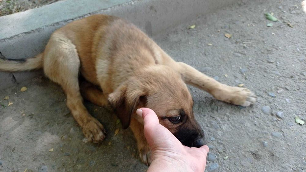 Щенок мальчик 1,5 мес