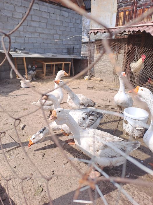 Инкубационные яйца холмагоры+линда