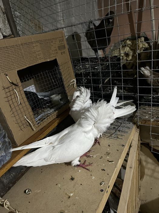 Голуби оптом заберайте