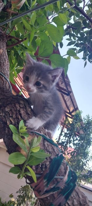 Mushuk va bolalar