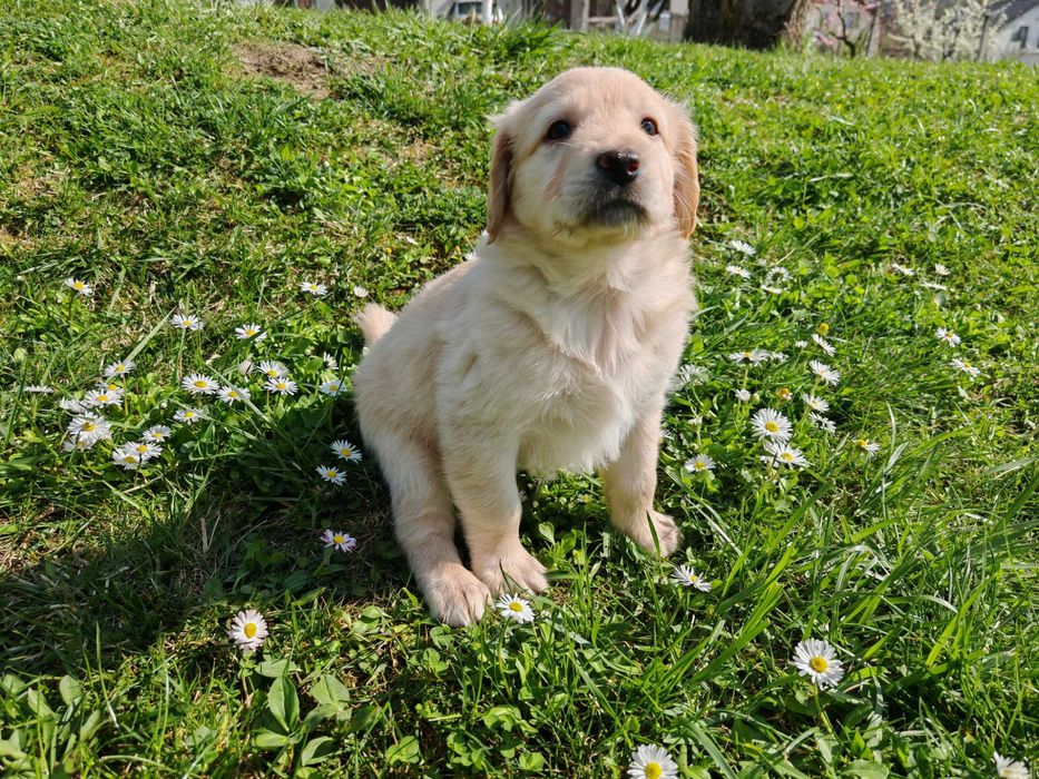Labradori retriever, adorabili, căutăm familii iubitoare