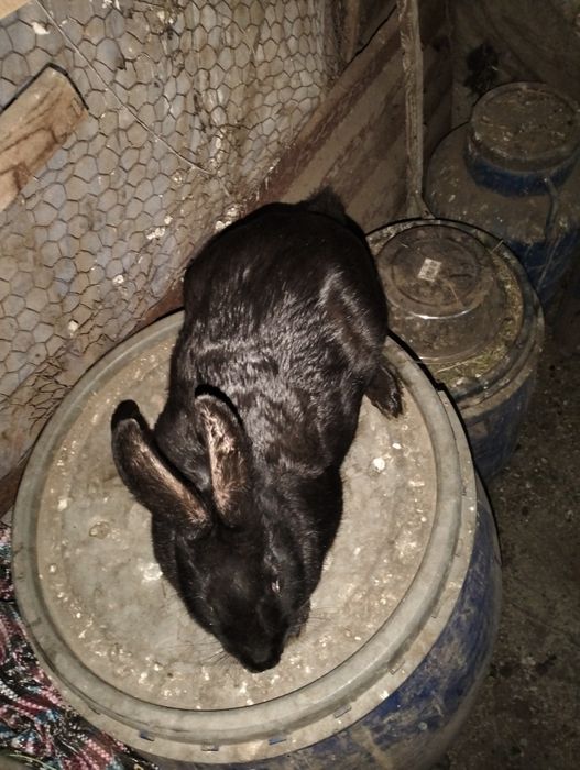 Vând iepuri hycole!