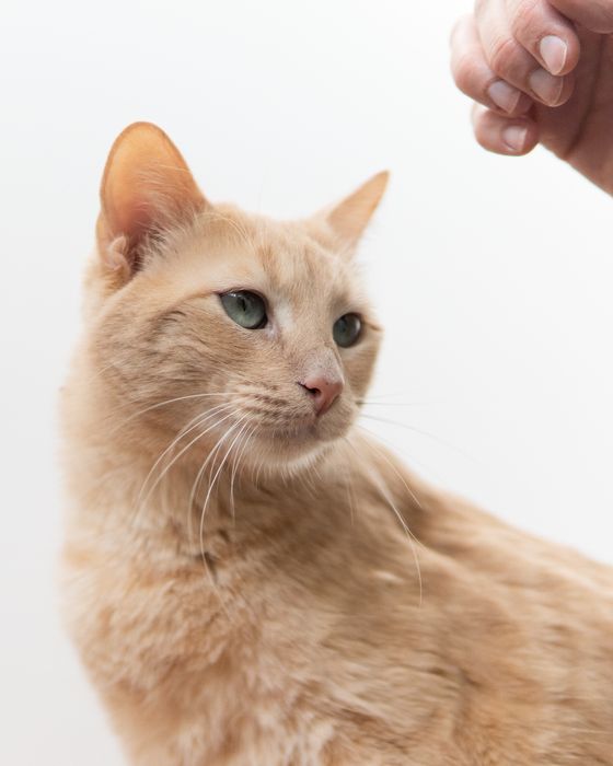 Кроткият Сид търси дом, кастриран