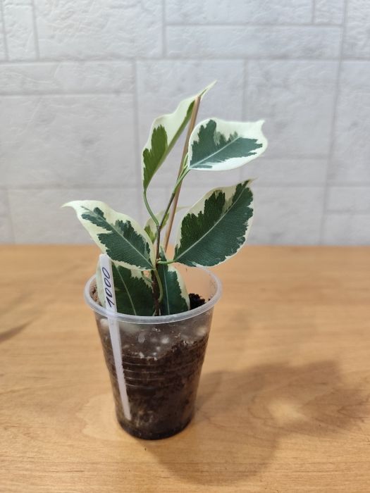 Фикус Бенджамина