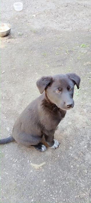 Отдам щенка в хорошие руки
