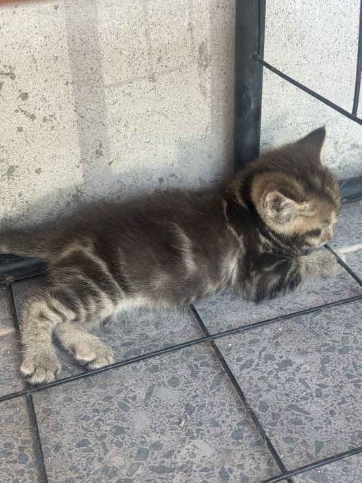 котята пародисти