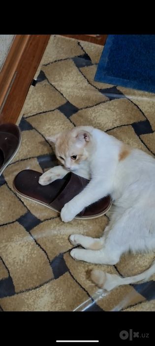 Зотли мушук Скоттиш срайт