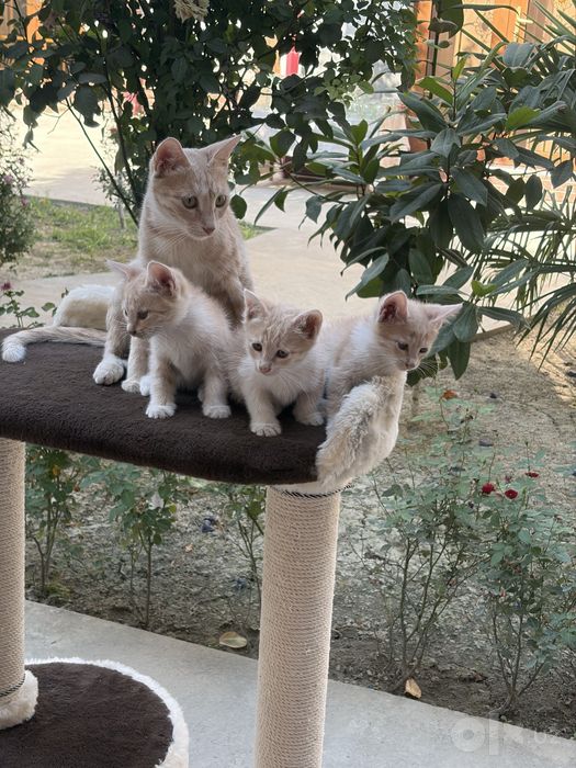 Котёнок.