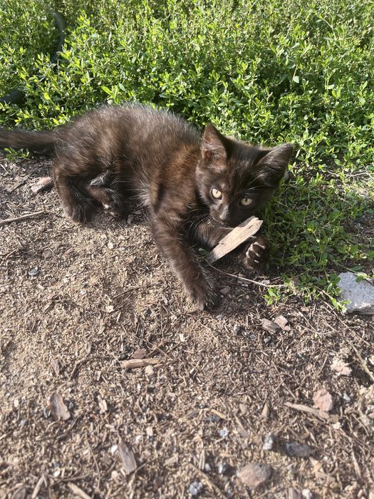 отдам котенка, мальчик