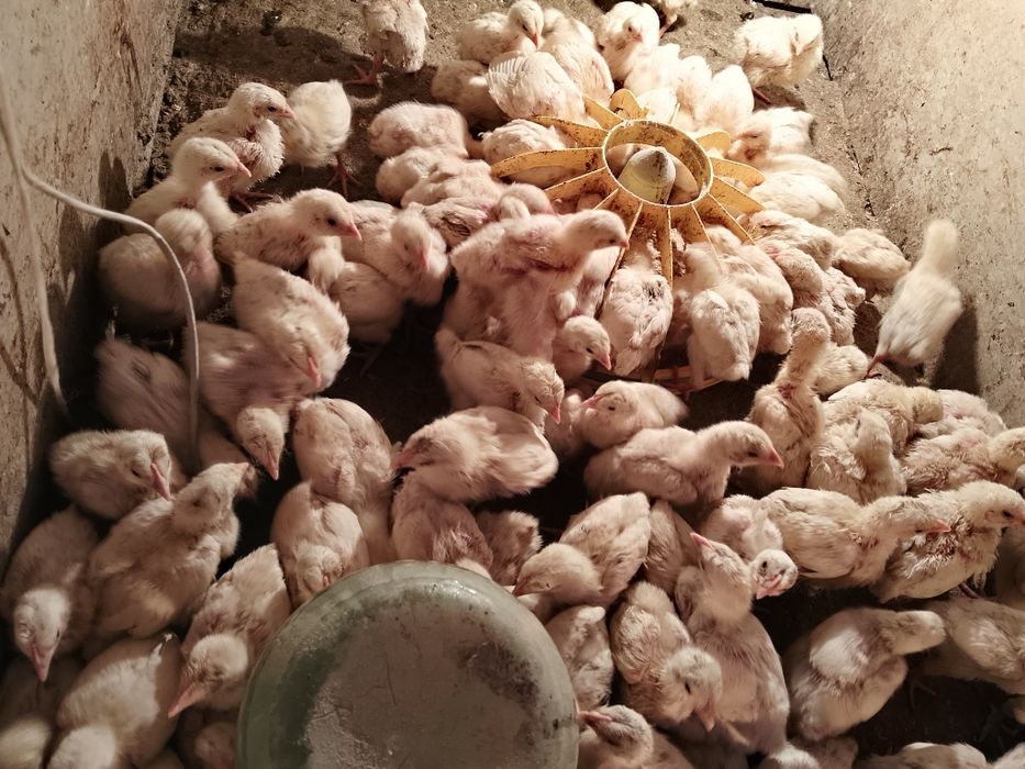 Продам бройлерный цеплять