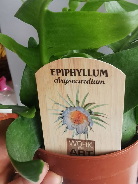 , Продавам Зефирантес, кактус червено Змийче, Агаве,