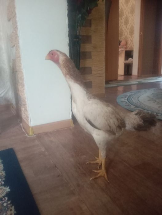 Обмен на дакана петуха