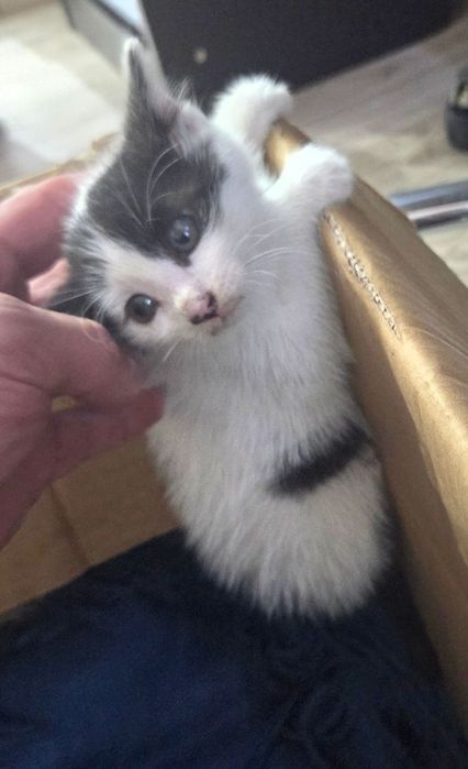 Pui de pisica spre adoptie