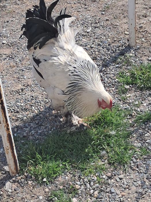 Брам кораздар 2штук