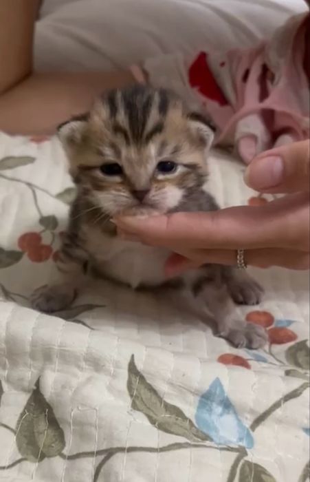 котята породистые