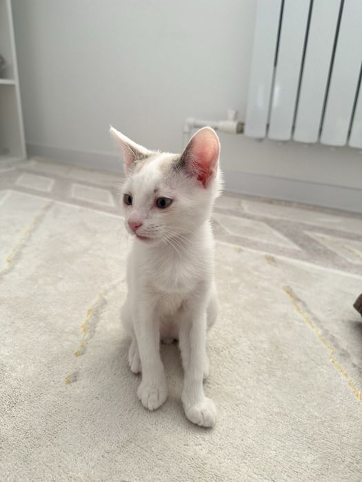 Отдаю котенка в дорбые руки!