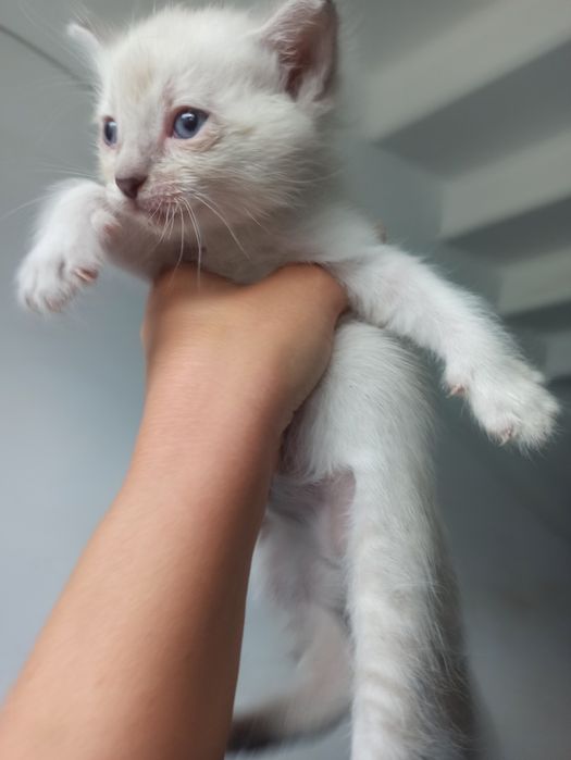 Котята сиамские в добрые руки