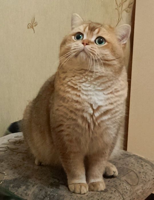 Шикарные чистокровные британцы шиншиллы