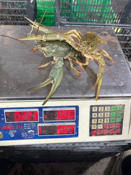 Живые раки с доставкой на дом