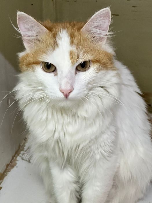 Котик  Рыжий Хвостик