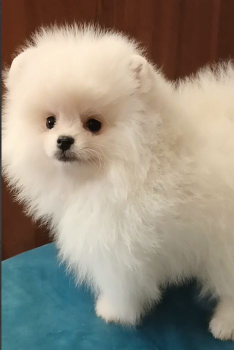 Померанский шпиц мини,щенки