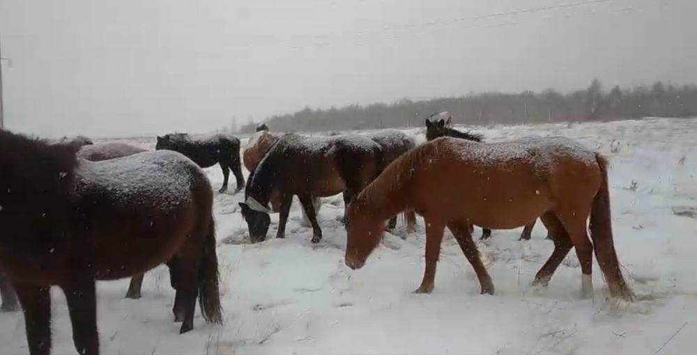 Продам табун лошадей