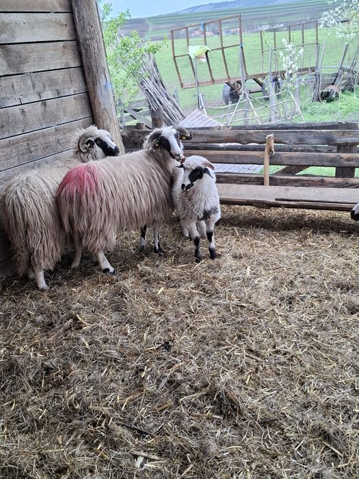 Berbecuț de sămânță brezd