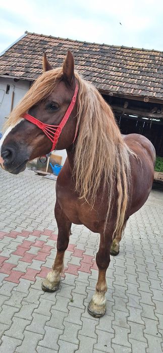 Vând iapă de 5 pe 6 ani blândă cuminte bună de ham sau schimb cu viței înțărcați