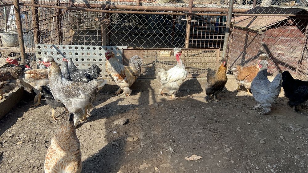 Cocosi si gaini motate, incaltate, gat golas