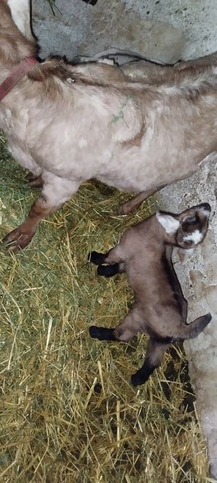 Vînd capra cu doua iedute