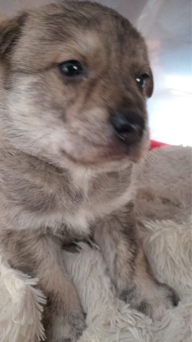 Ищем дом малышу!