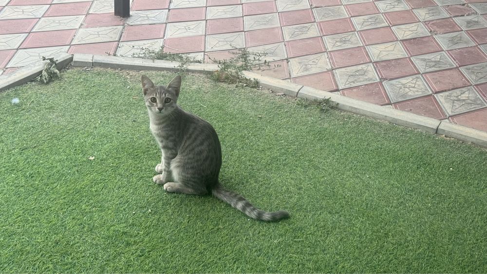 Домашние чистые котики