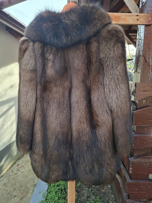 Haina dama vulpe polara