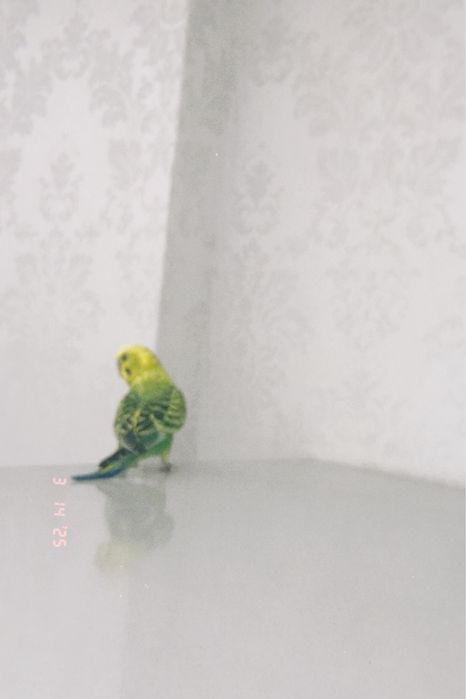 Үйшік және ыдыстары силыққа