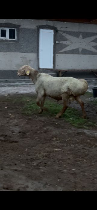 Арашан кошкар сатылады