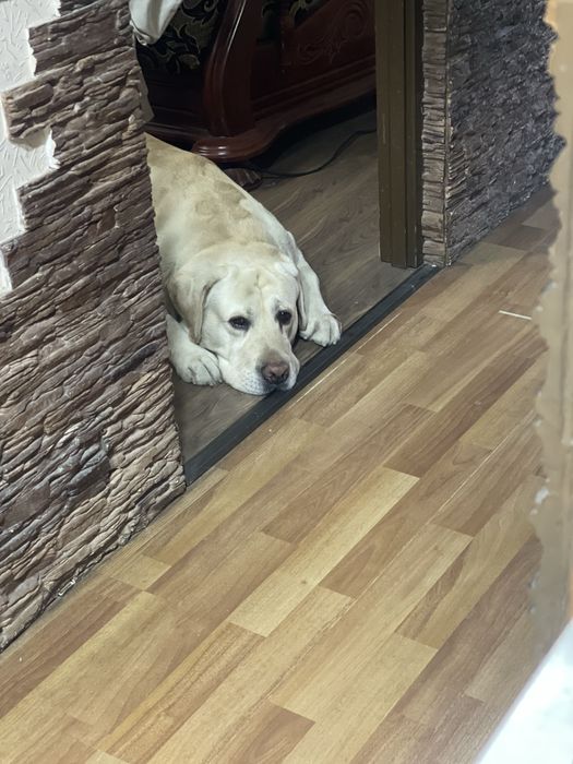 Вязка лабрадор, у нас кабель