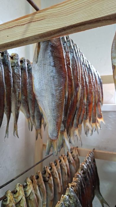 Продам.    рыбец