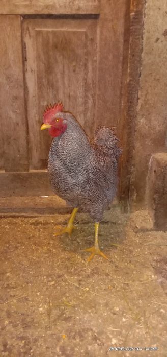 Плимутрок. Плимутрок.