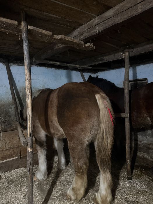 Vând mânză de 8 luni