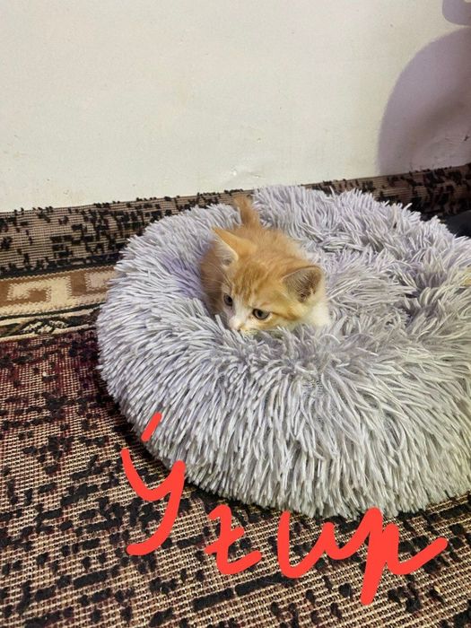 Хадияга мушук боллари берамиз