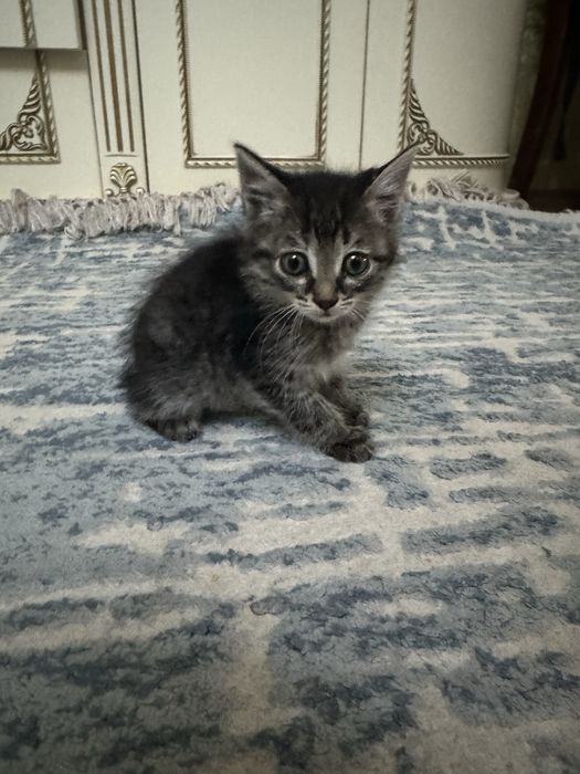 Отдаём кошечек в ДОБРЫЕ РУКИ!