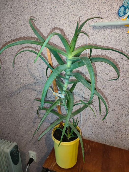 Продам АЛОЕ столетник