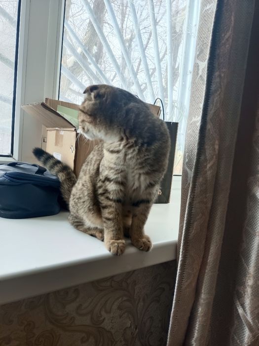 Отдам даром в добрые руки